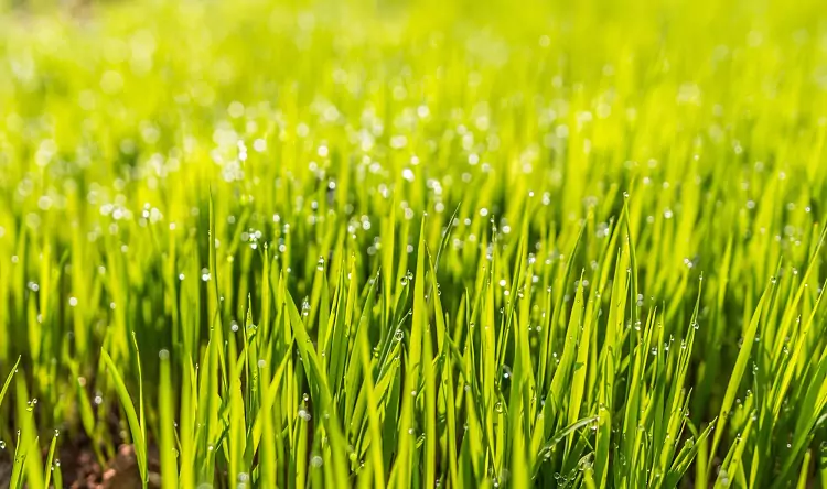 Lush Lawns 101: What’s the Secret to Healthy Grass?